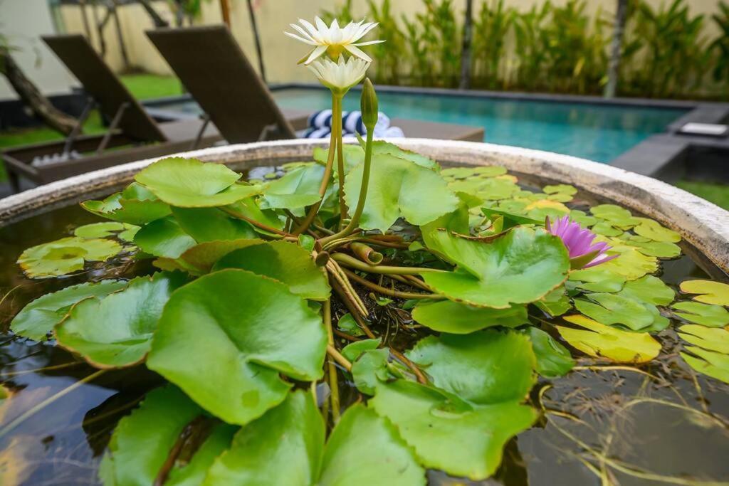 Villa Lucky Lily *